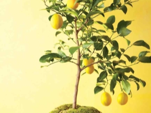 How to plant a lemon?