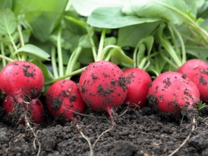  How to plant and grow radishes?