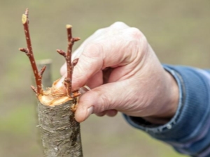  How to plant a pear?