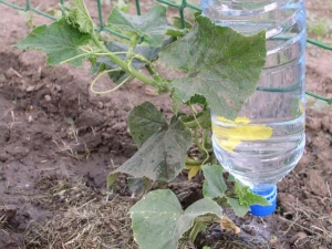  How to make drip irrigation of plastic bottles for cucumbers?