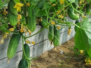 How to make your own hands a warm bed for cucumbers?