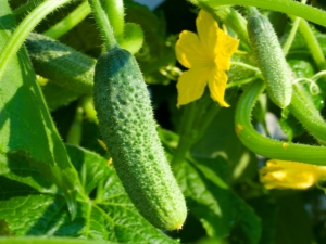  How to choose a place for growing cucumbers?