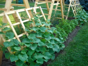  How to grow cucumbers on the trellis in the open field?