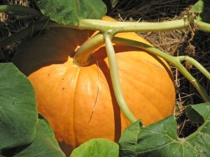  How to grow a big, fragrant and tasty pumpkin?