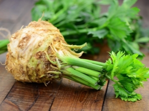  How to grow and maintain a good harvest of celery root?