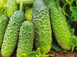  How to grow cucumbers varieties Ant F1?