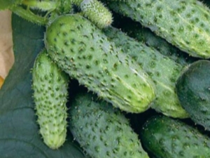  How to grow cucumbers variety Mother-in-law F1?