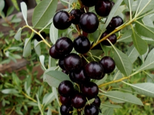  How to grow cherry varieties Bessey?