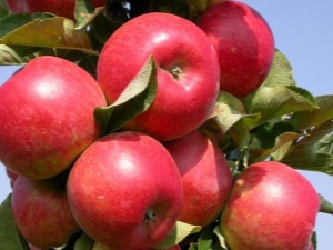  How to grow apple varieties Elena?