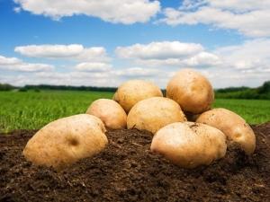  Potato Kemerovchanin: characteristics and cultivation