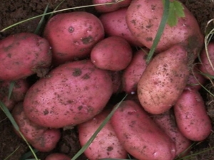  Rocco's potato: variety description and cultivation