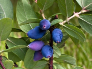  When and how can honeysuckle be transplanted: rules and terms