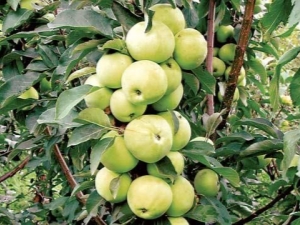  Colony Apple Medoc: Characteristics of a Variety, Planting and Care