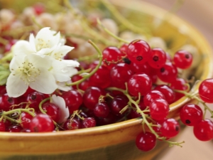  Red currant Sugar: characteristics and agricultural technology