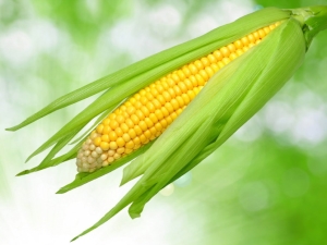  Corn: is it a fruit, vegetable, or cereal, and to which family does it belong?