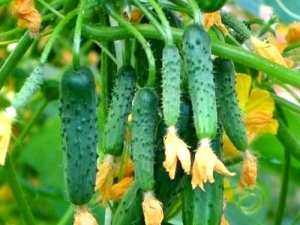  Bush Cucumbers: Variety Description and Cultivation Rules