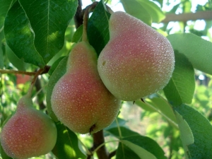  The best varieties of pear