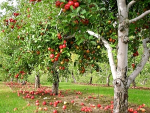  Methods to combat diseases and pests of apple trees