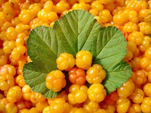  Cloudberry: useful properties and contraindications