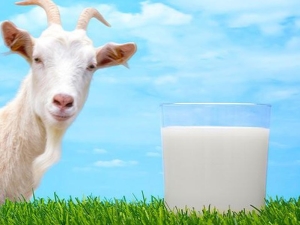  How rich is goat milk?