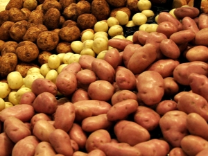  Potato processing before planting from pests