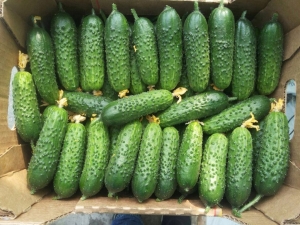  Cucumbers Herman F1: variety description and cultivation