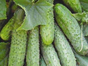  Cucumbers Masha F1: varietal characteristics and characteristics of cultivation