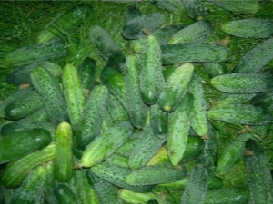 Cucumbers 