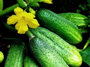  Cucumber Elegant: features of the variety and agricultural technology