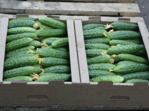  Cucumber Mamluk F1: characteristics of the variety, planting and cultivation