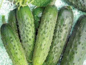  Cucumber Palchik: features of a grade and cultivation