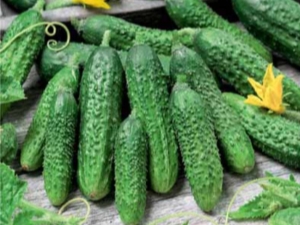  Cucumber Paris gherkin: description of the variety and recommendations for growing