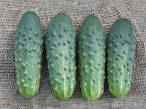  Cucumber Cellar: characteristics of the variety and peculiarities of cultivation