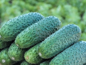  Description of the variety of cucumbers Competitor and tips on growing