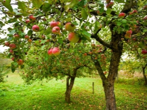  Description of the variety of apple Orlinka, planting and care