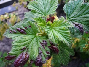  Major currant pests and control