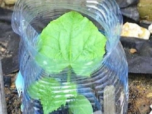  Features of planting and cultivation of cucumbers in 5-liter bottles