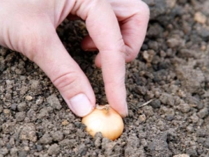  Funkcje sadzenia zestawów cebuli w regionach Uralu i Syberii