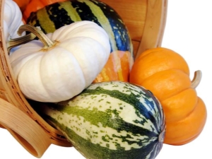  Features of grafting watermelon on a pumpkin