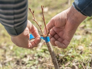  Features of grafting apple trees in summer