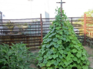  Features of the scheme of planting cucumbers herringbone