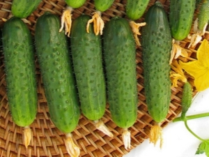  Features varieties of cucumbers Marina Grove F1