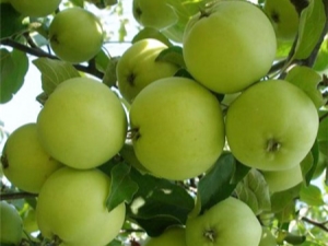  Features varieties of apple Krokha, rules of planting and care