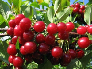  Features of the cultivation of cherries