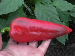  Pepper Atlant: description of the type and characteristics of cultivation