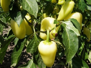  Pepper Belozerka: characteristics of the type and characteristics of agricultural engineering