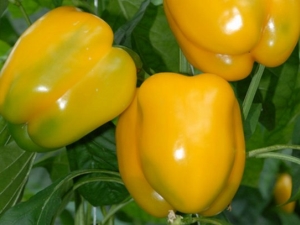  Pepper Miracle of Gold: species characteristics and agricultural technology