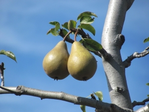  Dlaczego gruszka nie kwitnie i nie owocuje?