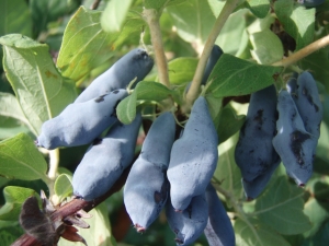  Why does not honeysuckle fruit and how to fix it?