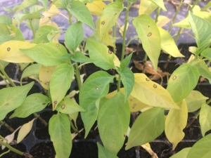  Why does pepper shed leaves and what to do?